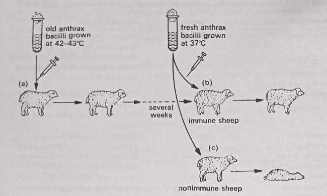 Pasteur's discovery of immunity